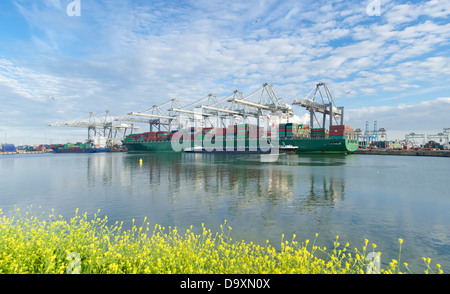 Nave di contenitore in fase di scarico nel porto di Rotterdam Foto Stock