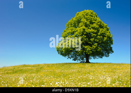 Unico grande albero di tiglio in prato a molla Foto Stock