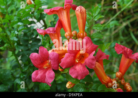 Campsis radicans - Il vitigno a campana o il superriduttore - arbusto Hardy Foto Stock