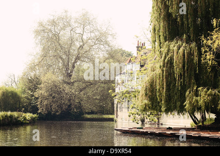 Derive di polline su alcune sterline e un salice piangente albero sul fiume Cam in Cambridge. Foto Stock