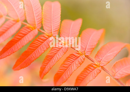 Un close-up di foglie delle feste di addio al celibato il corno, sumac. Foto Stock