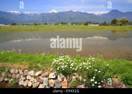 Giappone Alpi con risaia e fiore in città Azumino, Nagano, Giappone Foto Stock