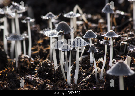 I funghi sono funghi comunemente presenti nelle foreste e nei prati, spesso crescono in agglomerati. Questa immagine mostra i funghi illuminati da una morbida retroilluminazione, evidenziandone la consistenza e la forma naturali. Foto Stock