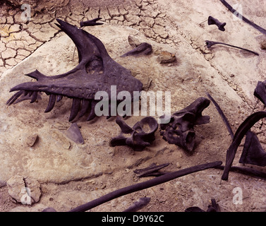 Assemblage Jurassic Morrison formazione fossili di dinosauro prevalentemente Allosaurs protetto al di sotto della cava Cleveland-Lloyd costruzione Foto Stock