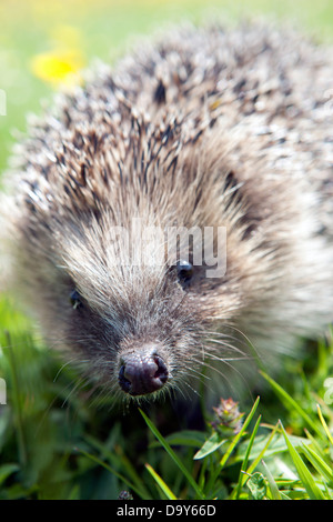 Wild riccio (Erinaceus europaeus) - un sempre più raro - Vista in un giardino inglese. I numeri sono in grave declino Foto Stock