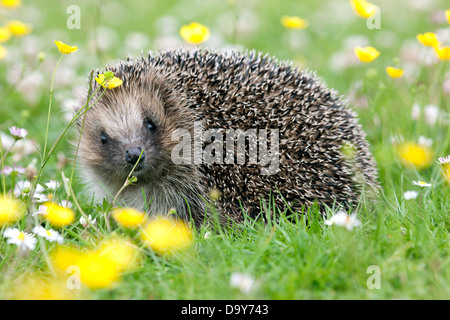 Wild riccio (Erinaceus europaeus) - un sempre più raro - Vista in un giardino inglese. I numeri sono in grave declino Foto Stock