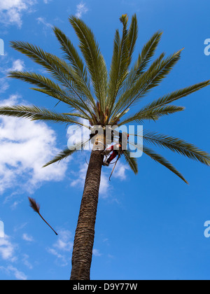 Rifilatura palme al di fuori della Palma de Mallorca bullring, Spagna 3 Foto Stock