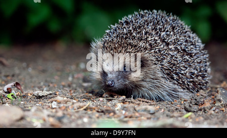 Wild riccio (Erinaceus europaeus) - un sempre più raro - Vista in un giardino inglese. I numeri sono in grave declino Foto Stock