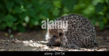 Wild riccio (Erinaceus europaeus) - un sempre più raro - Vista in un giardino inglese. I numeri sono in grave declino Foto Stock