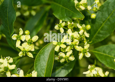 Euonymus europaea, mandrino, che mostra i fiori, Norfolk, Inghilterra, giugno, Foto Stock