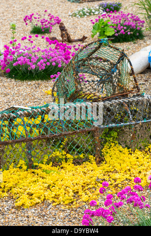 La parsimonia e mordere stonecrop piantato in un giardino costiero . Foto Stock