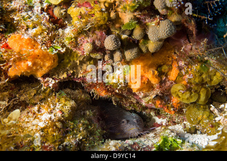 Messico, Cozumel, splendida Toadfish (Sanopus splendidus) Foto Stock