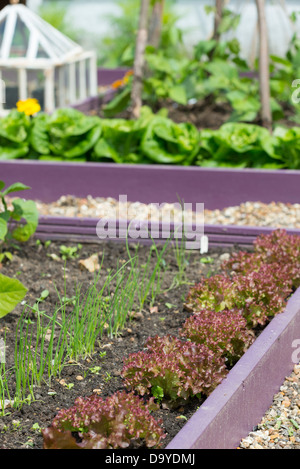 Inizio estate giardino con dipinto luminosamente sollevato letti con percorso shingle, Norfolk, Inghilterra, Giugno. Foto Stock