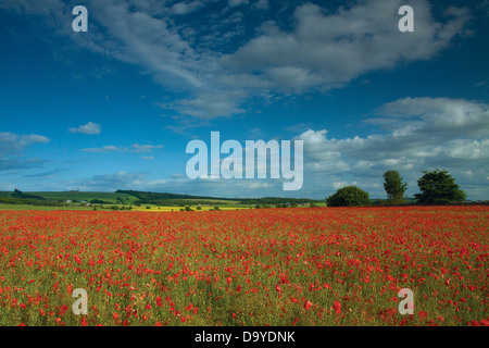 Campo di papavero a Inveresk vicino a Musselburgh, East Lothian Foto Stock