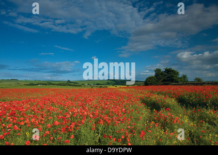 Campo di papavero a Inveresk vicino a Musselburgh, East Lothian Foto Stock