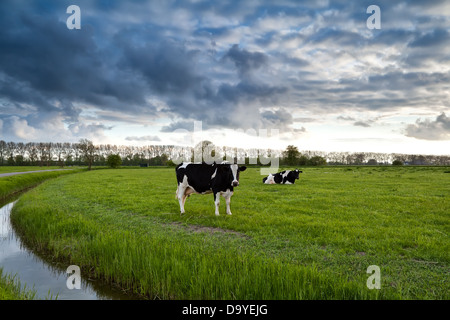 Due in bianco e nero di mucche sul pascolo verde Foto Stock