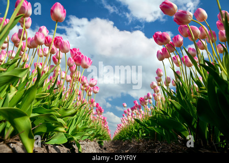 many pink growing tulips on field in springtime, Holland Foto Stock
