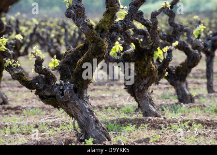 Old Vine Zinfandel cresce in un vigneto in Dry Creek Valley denominazione di Sonoma Wine Country in primavera nei pressi di Healdsb Foto Stock
