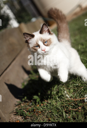 Una guarnizione di tenuta bicolor ragdoll gattino saltando e giocando in un tipico cortile australiano, Foto Stock