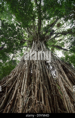 Cercando la cattedrale gigante Fig Tree sull'altopiano di Atherton, Queensland, Australia. Foto Stock