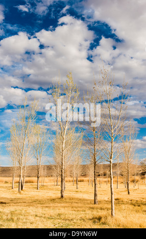 Alberi di Cottonwood e cielo azzurro con nuvole soffici, Sierra orientale, California Foto Stock