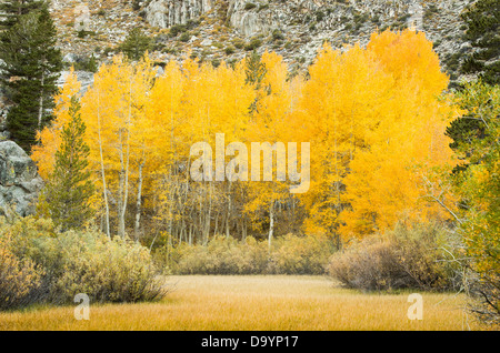 Caduta di Aspen alberi e prati lungo il vescovo Creek, California Foto Stock