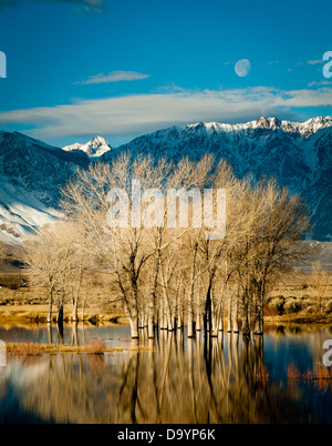 L'alba e la luna d'inverno sono incastonati sugli alberi di Cottonwood nello stagno di Owens Valley, nella Sierra orientale, California Foto Stock