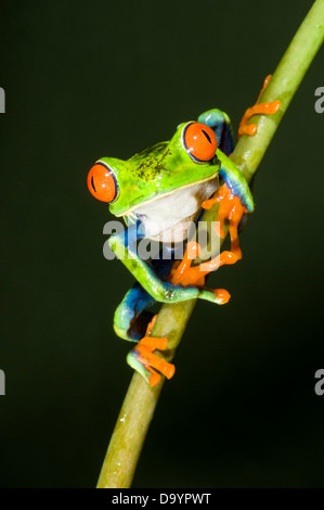 Red-eyed Raganella (Agalychnis callidryas) Foto Stock