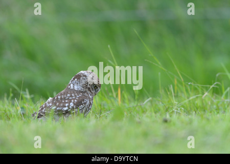 Civetta (Athene noctua) in cerca di prede (tino-worm) in un prato primavera - Belgio Foto Stock