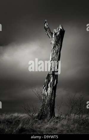 Moody artistica e immagine in bianco e nero di lone albero morto con nuvole scure Foto Stock