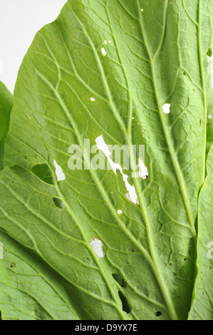 Cavolo cinese isolato su bianco Foto Stock
