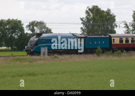 Tarabuso tira la striatura Ebor treno attraverso Church Fenton e Ryther sulla strada per il grande raduno a York Foto Stock