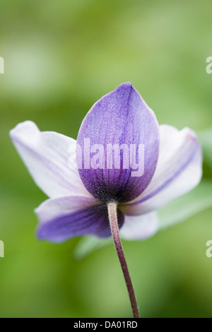 Anemone 'Cigno selvatico' che crescono in un giardino inglese. Inverso del petalo ha un colore blu. Foto Stock