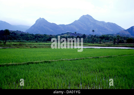 Bellissima natura vicino a diga malampuzha una famosa destinazione turistica con verdi risaie in palakad,Kerala, India Foto Stock