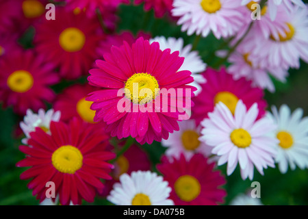 Tanacetum Robinsons rosso e rosa (ex crisantemo coccineus) Foto Stock