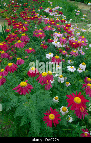 Tanacetum Robinsons rosso e rosa (ex crisantemo coccineus) Foto Stock