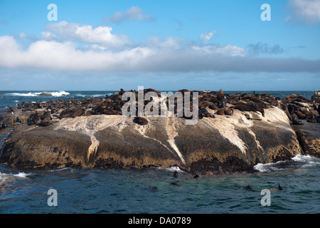 La colonia del capo le foche sul duiker Island, Hout Bay, Città del Capo, Sud Africa Foto Stock
