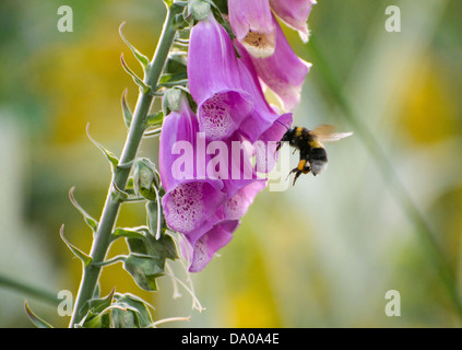 Un'ape oscillando attorno ad un foxglove per raccogliere il polline Foto Stock