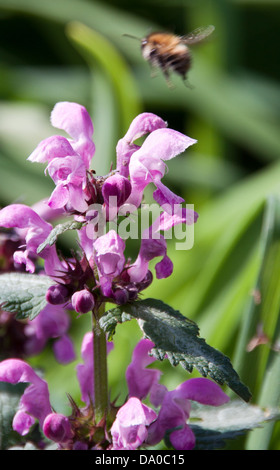 Il miele delle api alla ricerca di nettare, mentre impollinatori locale fiori selvatici. Foto Stock