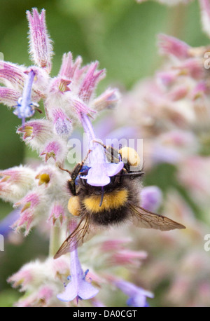 Il miele delle api alla ricerca di nettare, mentre impollinatori locale fiori selvatici. Foto Stock