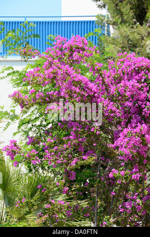 Bouganville in fiore pieno Foto Stock