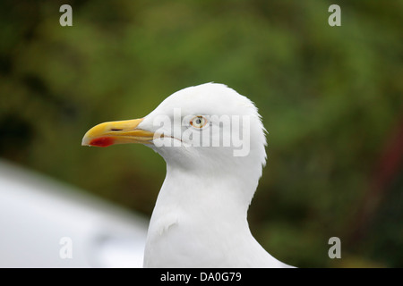 Herring gull Larus argentatus close up Foto Stock