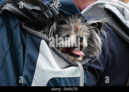 Yorkshire Terrier Chiwawa croce essendo portati in un back pack Foto Stock