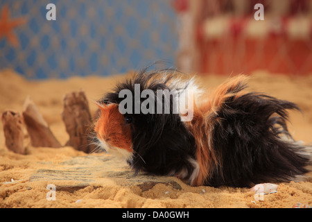 Angora cavia, tortie-white |Angora-Meerschweinchen, schildpatt-weiss Foto Stock