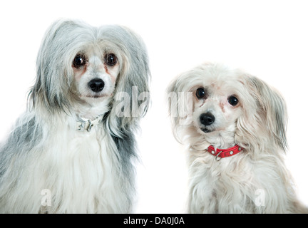 Crested cinese cani di fronte a uno sfondo bianco Foto Stock