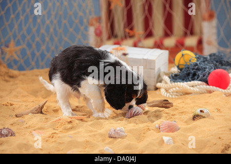 Cavalier King Charles Spaniel, cucciolo, tricolore, 9 settimane |Cavalier King Charles Spaniel, Welpe, tricolore, 9 Wochen Foto Stock