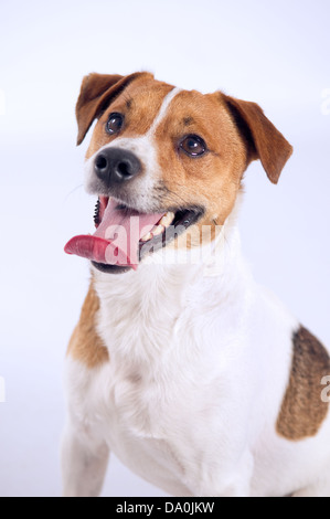 Jack Russell ritratto in studio su sfondo semplice Foto Stock