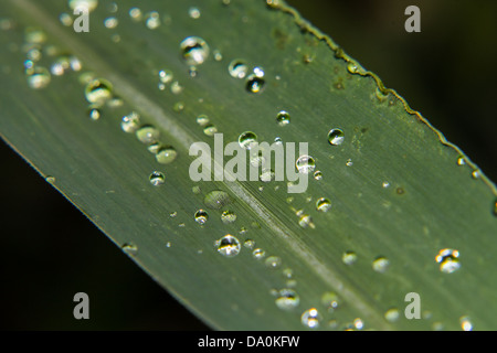 Macro gocce di acqua sulle foglie Foto Stock