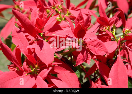Poinsettias crescere in abbondanza nell'Est delle Highlands di Papua Nuova Guinea. Foto Stock