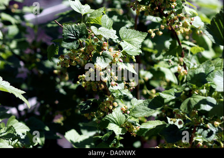 RIBES NERO Foto Stock